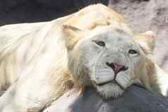 白色狮子休息阴影动物园