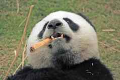 巨大的熊猫熊ailuropodamelanoleuca中国
