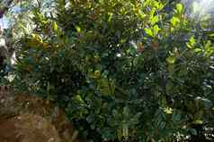 背景绿色叶子热带榕属植物