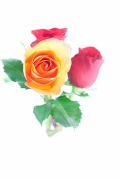 花束色彩斑斓的玫瑰孤立的白色
