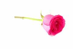 美丽的粉红色的玫瑰孤立的白色