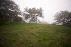 多雾的农村橡木树