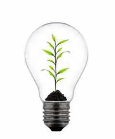 植物日益增长的内部光灯泡