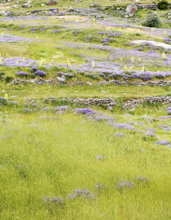 山坡上牧场薰衣草紫罗兰樱草