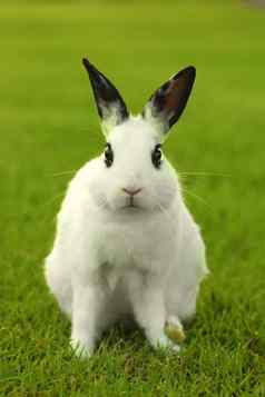 白色兔子兔子在户外草