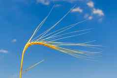黄金耳朵小麦深蓝色的天空