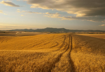 路径成熟的小麦<strong>帕卢斯</strong>范围健谈县爱达荷州美国