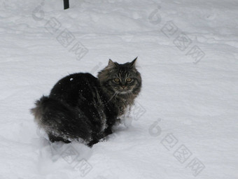 可爱的长头发的虎斑小猫玩雪