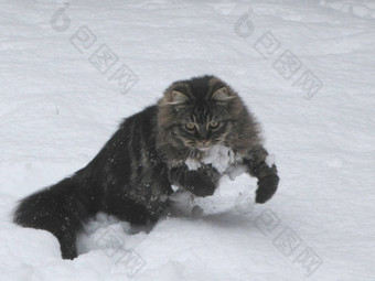 可爱的长头发的虎斑小猫玩雪