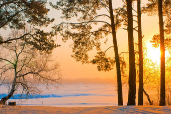 树干松树海岸冻湖射线不断上升的太阳