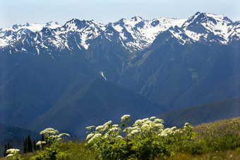 雪山飓风脊<strong>奥运</strong>国家公园华盛顿