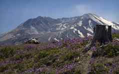 雪山圣海伦斯火山紫色的野花燕草属植物