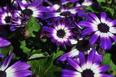 充满活力的明亮的紫色的白色黛西花