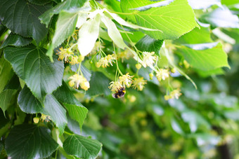 蜜蜂授粉花<strong>林登树</strong>