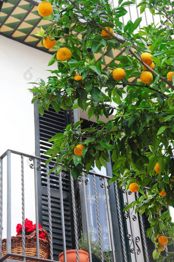 橙子树分支