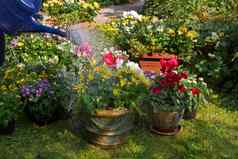 浇水花盆植物
