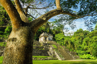 Palenque树寺庙