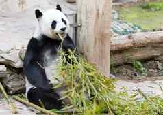 年轻的熊猫动物园