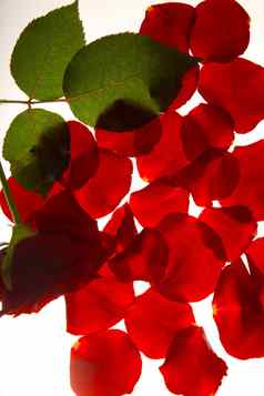 红色的玫瑰树叶花瓣