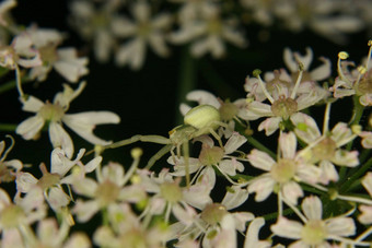 秋麒麟草属植物蟹蜘蛛misumena瓦蒂亚