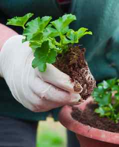 手盆栽年轻的绿色植物土壤