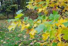 花园树色彩斑斓的分支机构形状叶子秋天