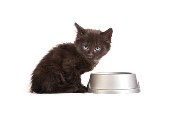黑色的小猫吃猫食物白色背景