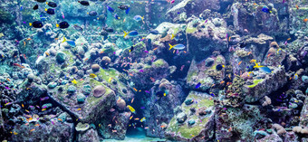 水族馆热带<strong>鱼</strong>珊瑚礁