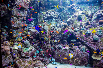 水族馆热带鱼珊瑚礁