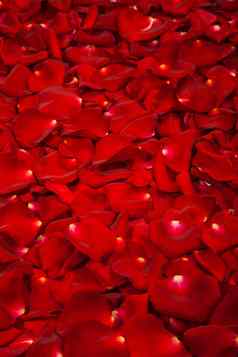 背景红色的玫瑰花瓣