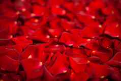 背景红色的玫瑰花瓣