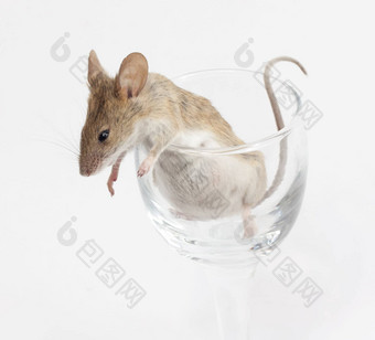鼠标水晶玻璃