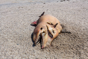 死宽吻海豚海豚谎言海岸