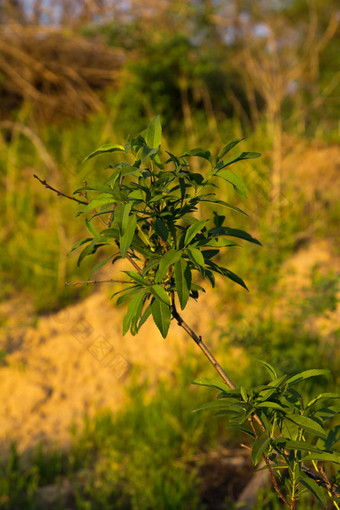 美丽的分支树梁晚上太阳