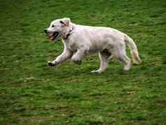 白色狗运动