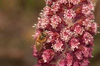 petasitesofficinalis