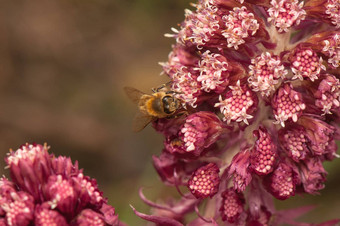 petasitesofficinalis