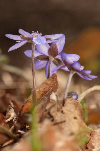 Hepatica