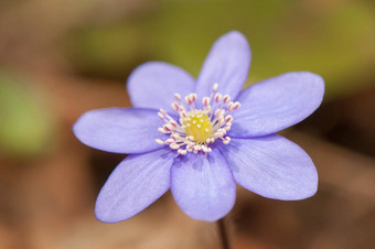 Hepatica