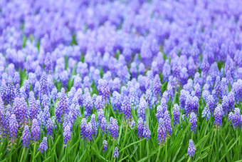 花muscari<strong>一串葡萄</strong>状的