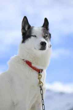 西伯利亚沙哑的狗肖像