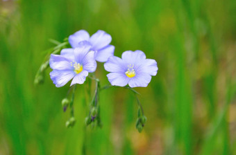 紫色的花