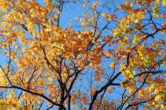金黄色的枫木树秋天树叶