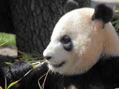 图片美丽的熊猫吃竹子
