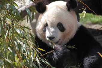 图片美丽的熊猫吃竹子