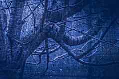 艺术作品绘画风格悲观的木黑暗蓝色的音调