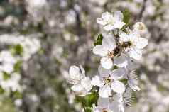 蜜蜂授粉开花树