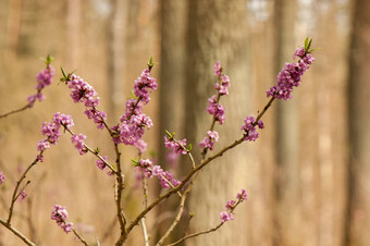 达芙妮