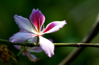 紫荆花布莱克纳
