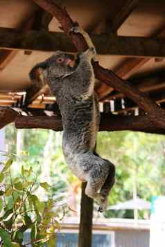 koalabear伸展运动
